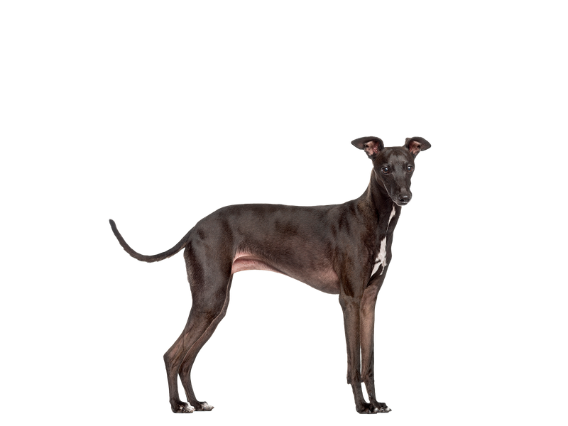 Little hotsell greyhound dog